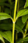 Fringeleaf tickseed